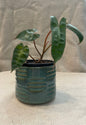 4" Carved Plant Pot
